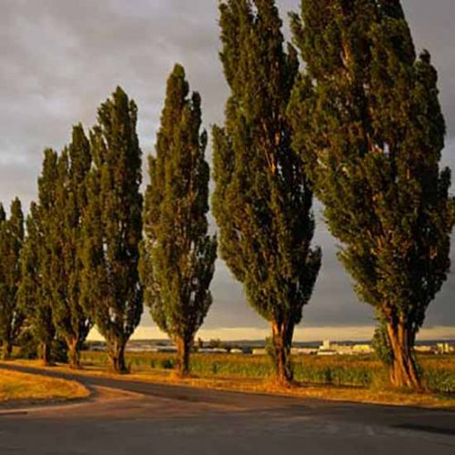 I Love Lombardy Poplar Trees